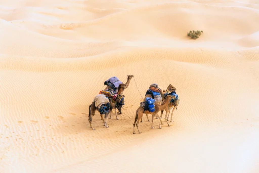 Camel caravan among pale dunes near Douz, Tunisia
