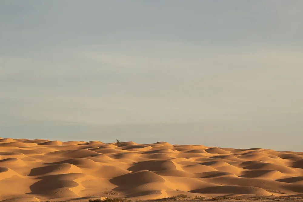 Golden dunes in the Tunisian Grand Erg Oriental