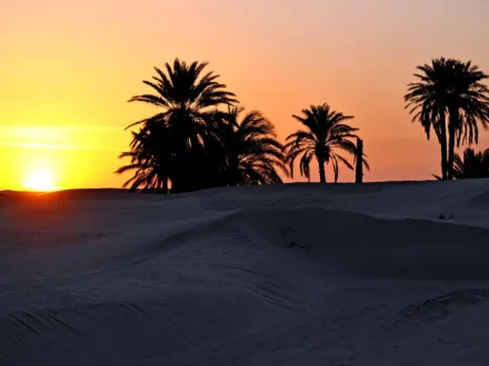 Sunrise over palms and sand in the Tunisian Sahara